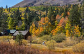 Autumn Magic