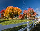 Autumn Magic